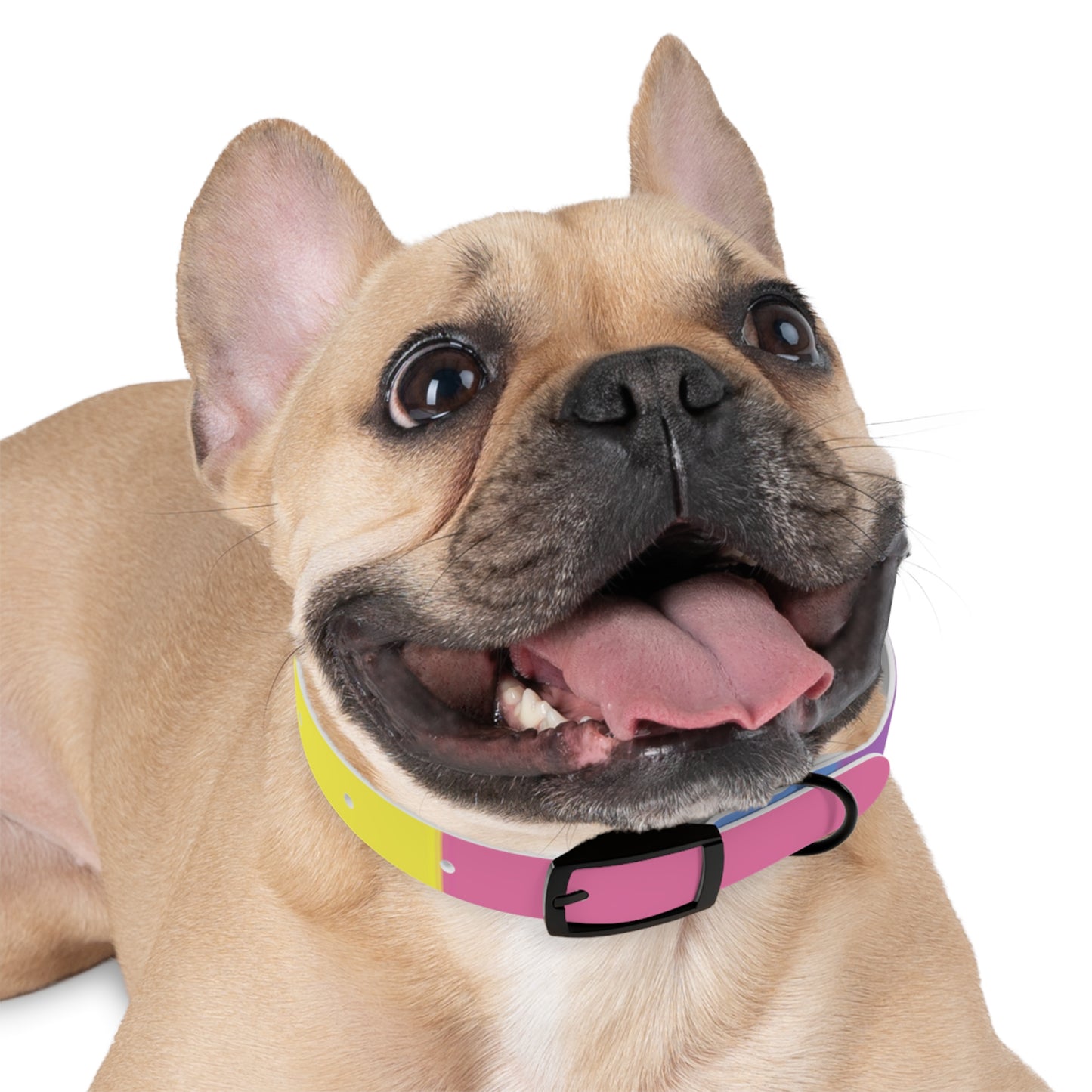 Bigender Pride Flag Dog Collar