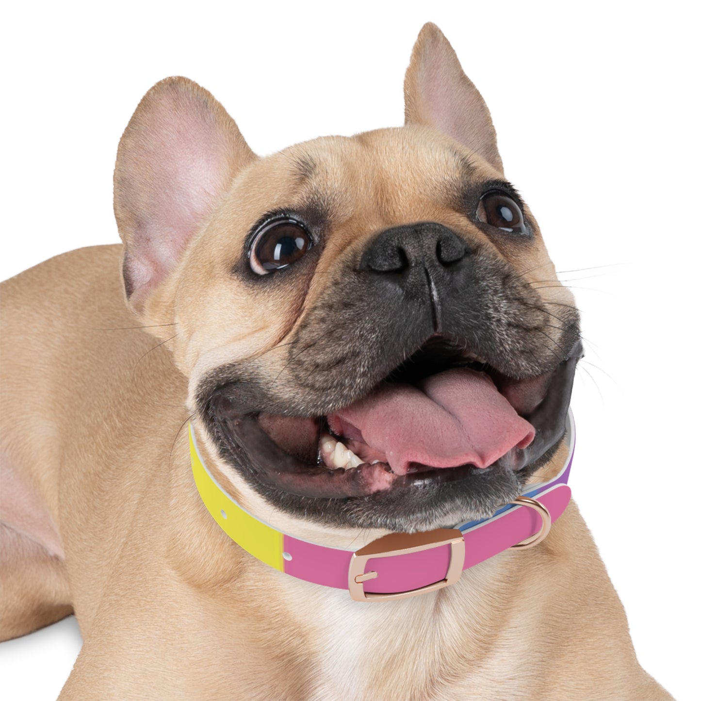 Bigender Pride Flag Dog Collar
