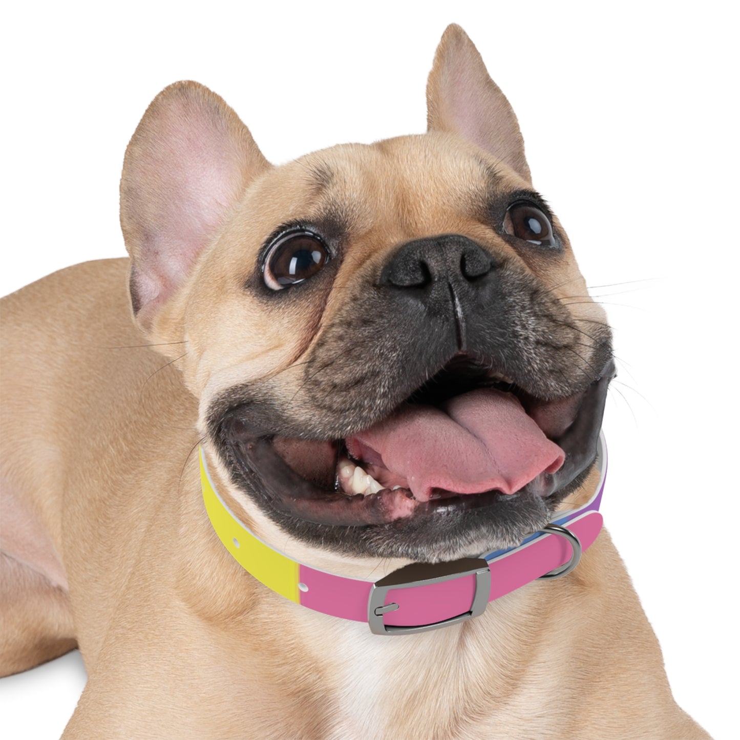 Bigender Pride Flag Dog Collar