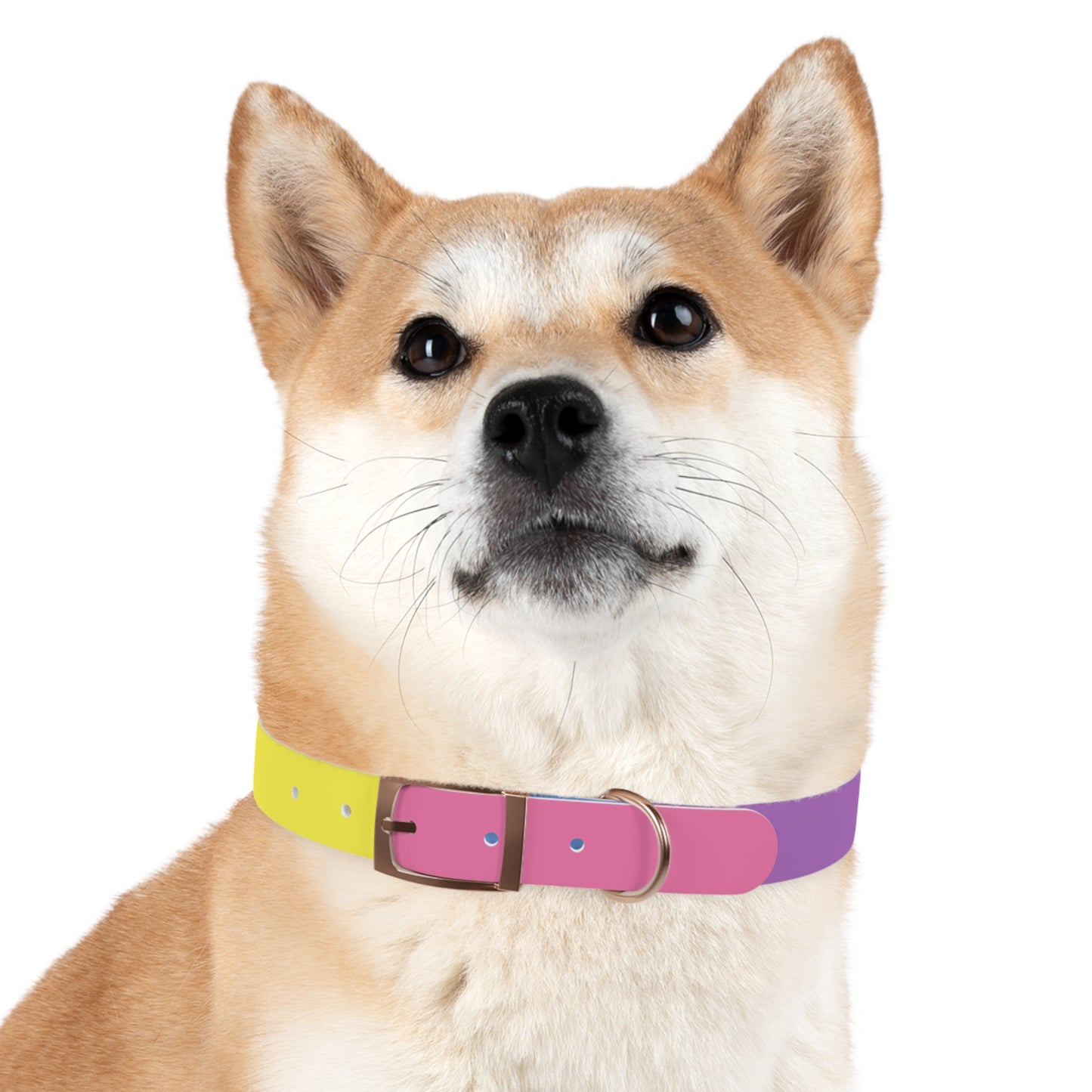 Bigender Pride Flag Dog Collar