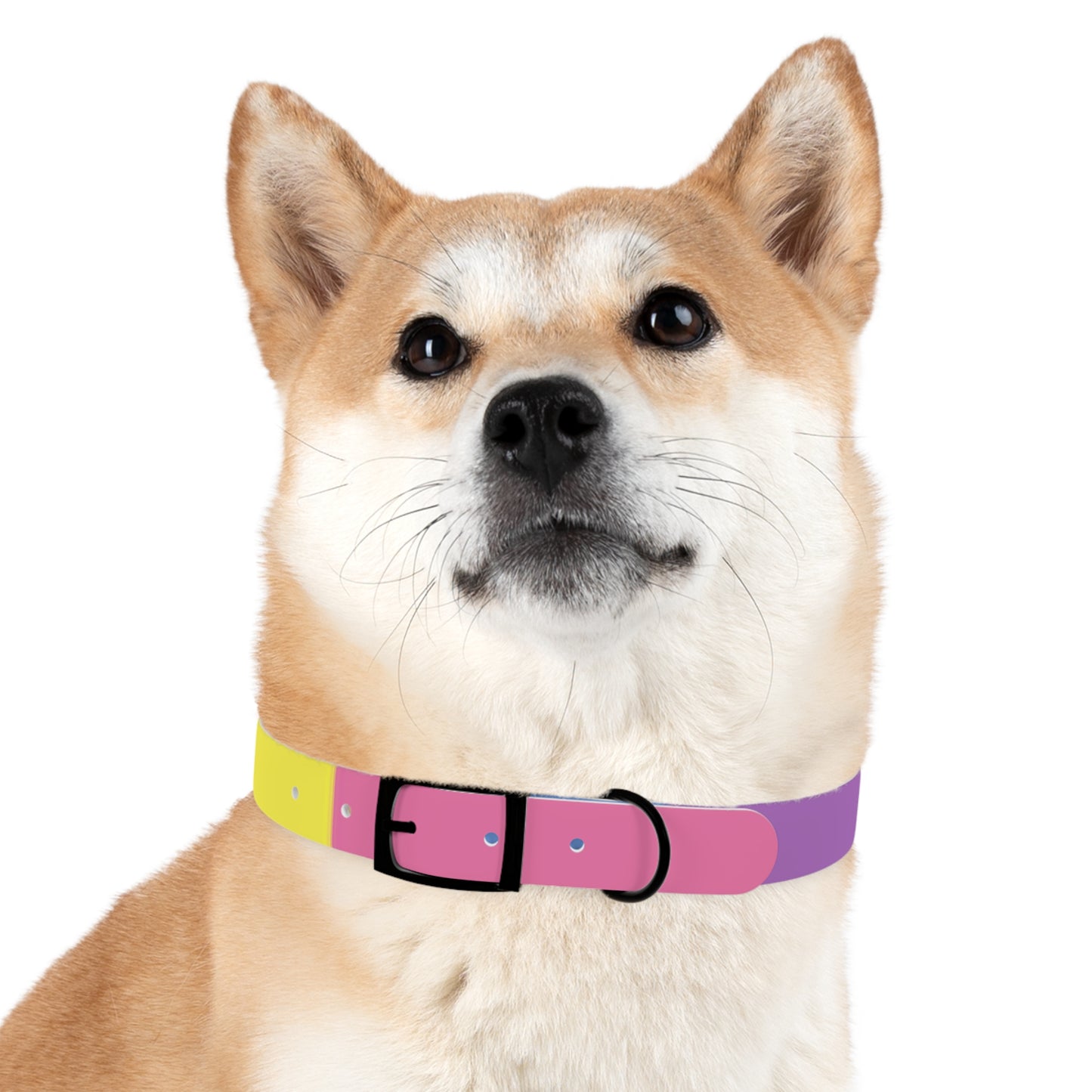 Bigender Pride Flag Dog Collar
