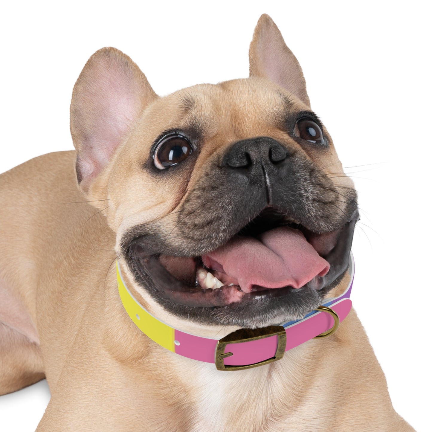 Bigender Pride Flag Dog Collar