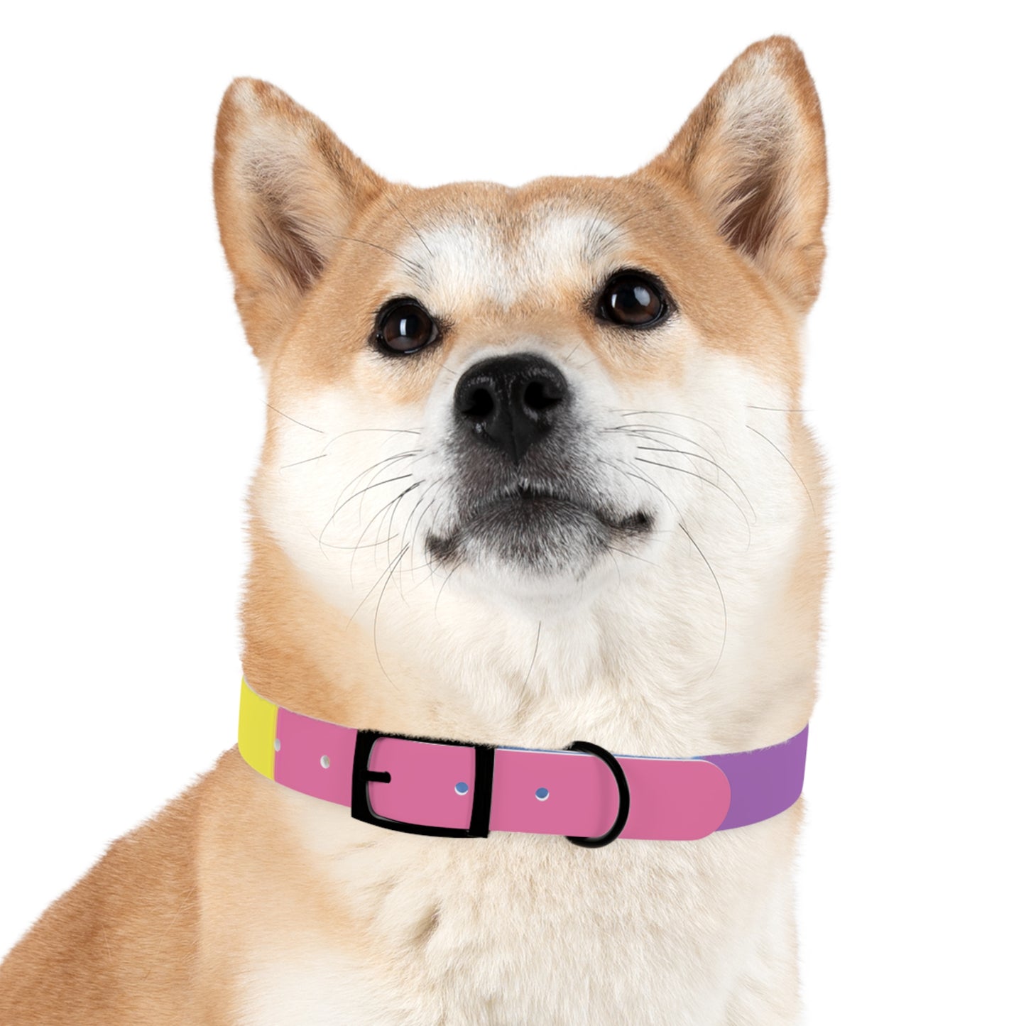 Bigender Pride Flag Dog Collar