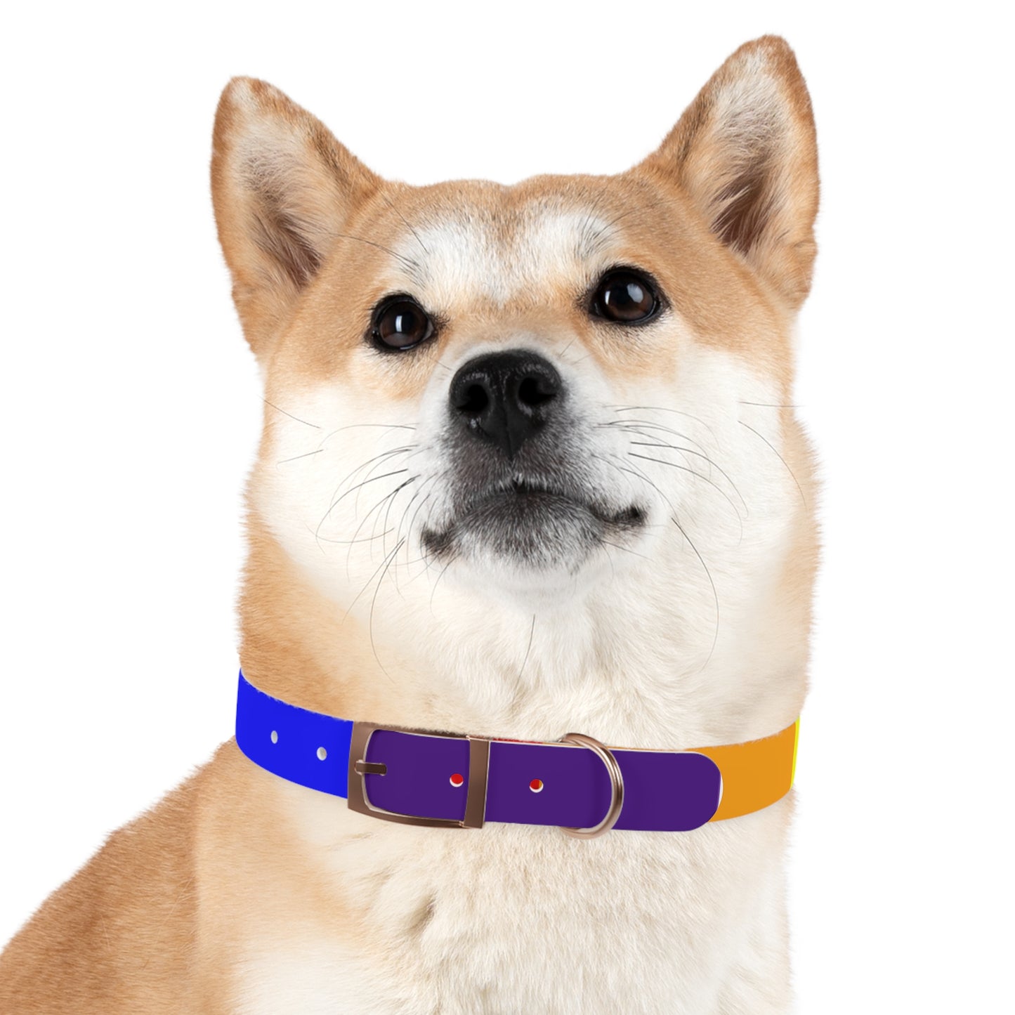 Radical Pet Dog Collar