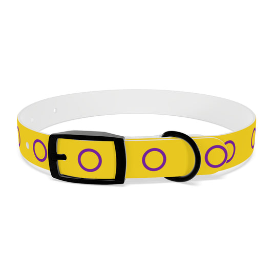 Intersex Pride Flag Dog Collar