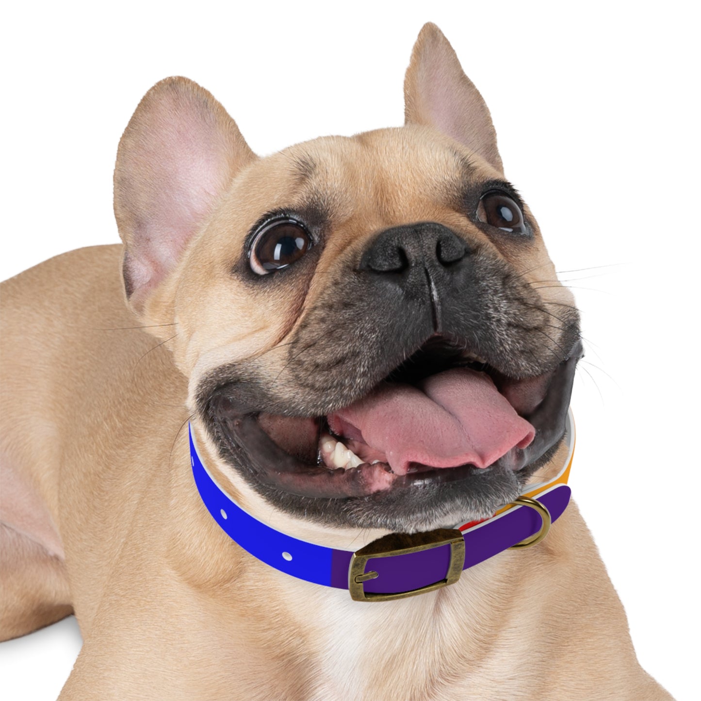 Radical Pet Dog Collar
