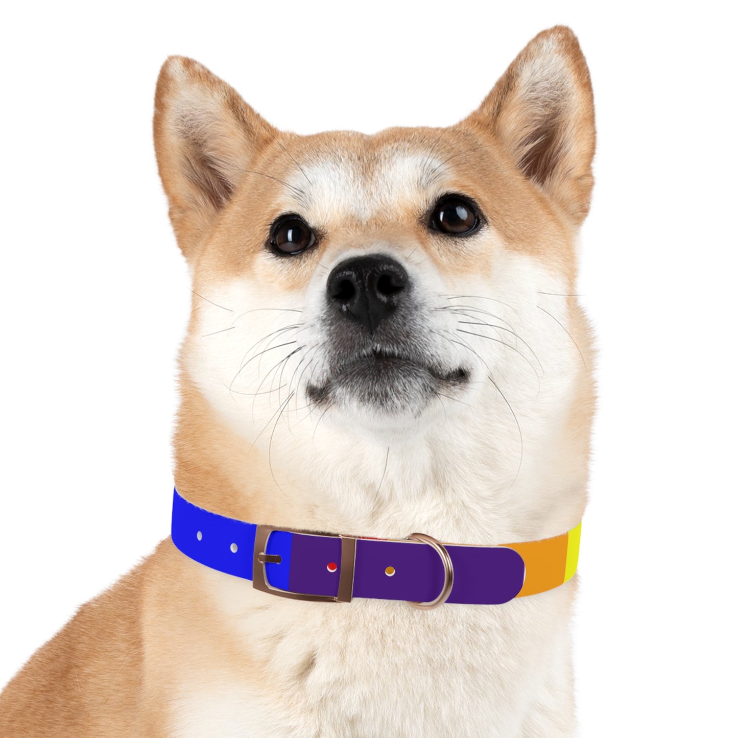 Radical Pet Dog Collar