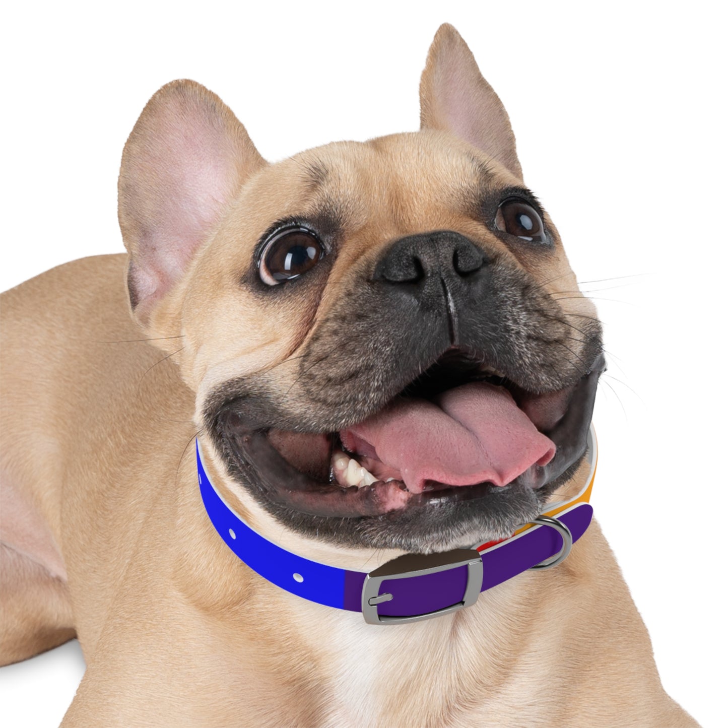 Radical Pet Dog Collar