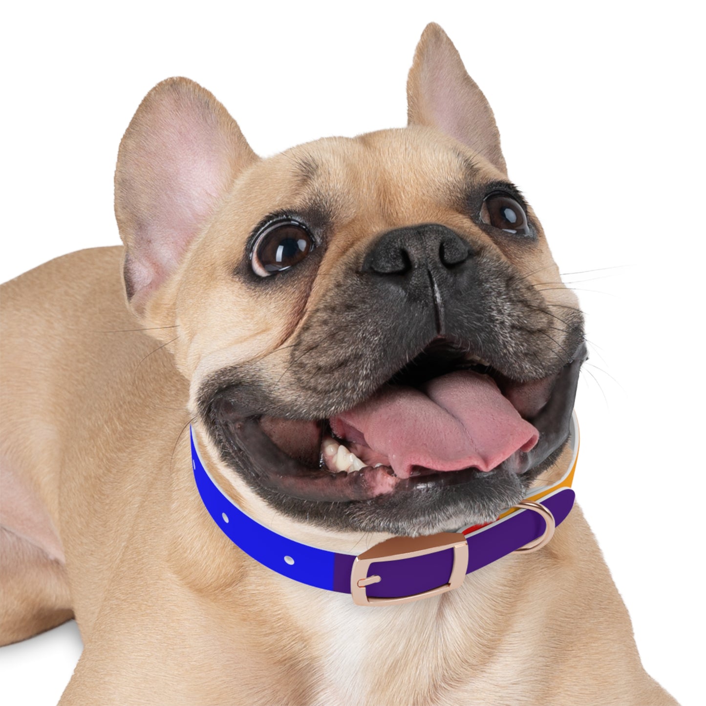 Radical Pet Dog Collar