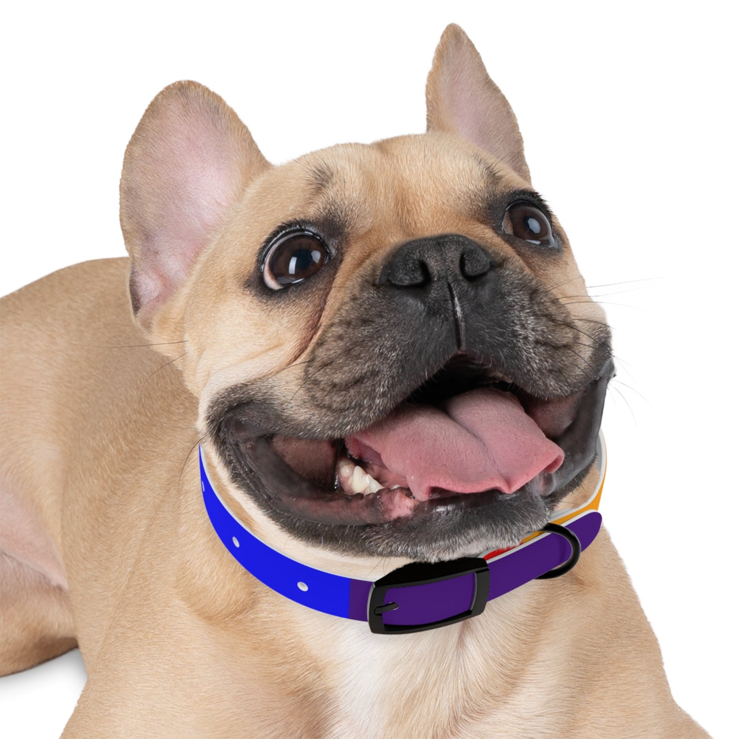Radical Pet Dog Collar