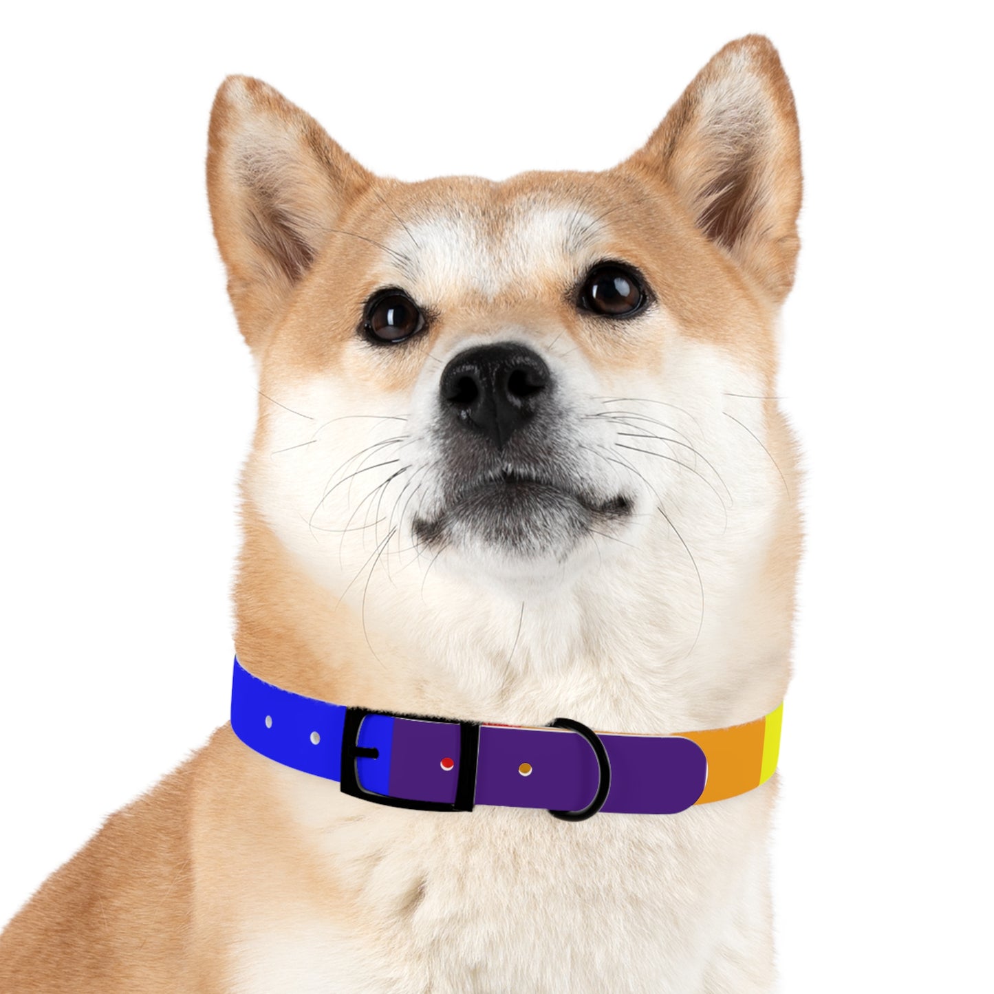 Radical Pet Dog Collar